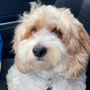 Meet your Posher, Ella